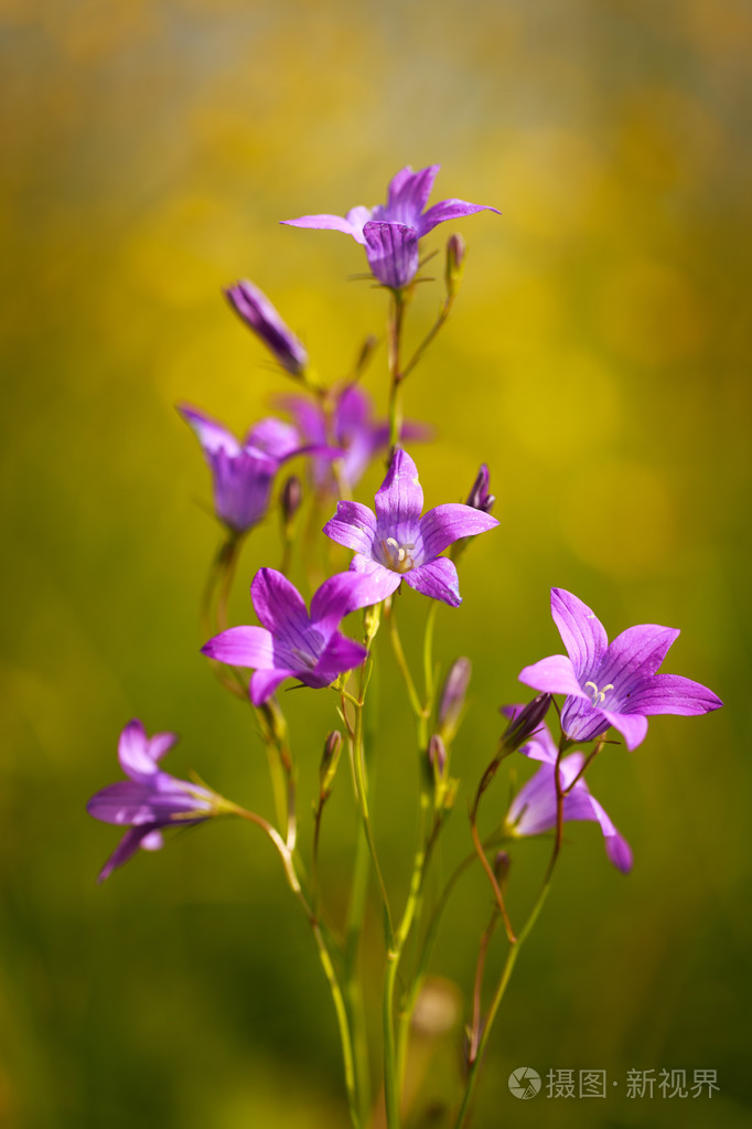 花卉