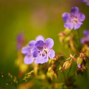 花卉