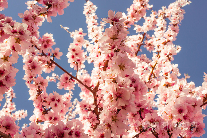 群花照片-正版商用图片1f0m2i-摄图新视界