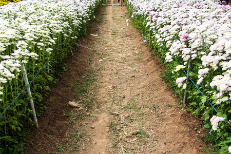 美丽的菊花