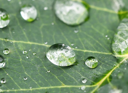 在一片树叶上的雨下落