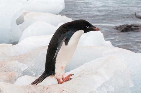 成年阿黛尔企鹅站在海滩上