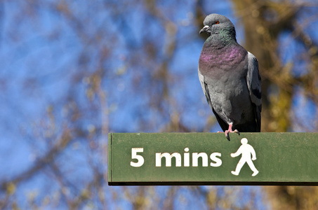 在伦敦的一个行人路标上的鸽子