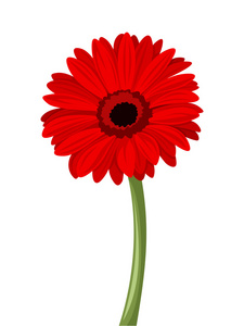 用干的红菊。矢量图