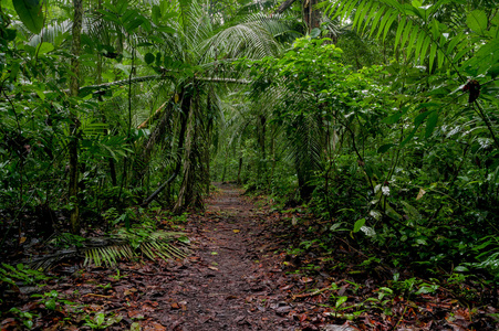 在亚马逊热带森林步道
