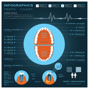 牙齿图表 infocharts 保健和医疗