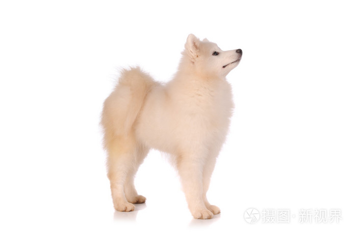 萨摩耶德犬隔离在白色背景上照片 正版商用图片1f0qj1 摄图新视界