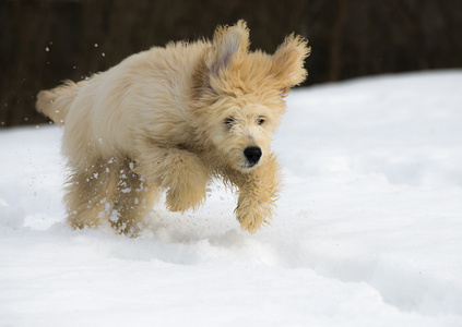 在雪中的小狗