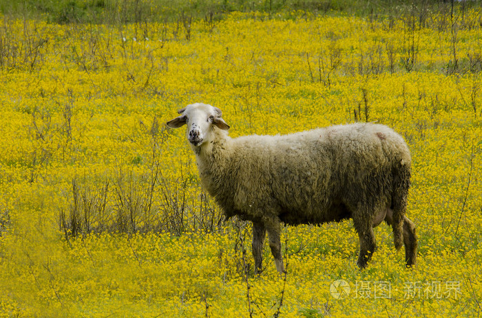 一只羊在草地上