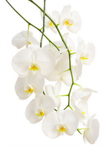 长久优雅的白色浪漫的兰花花的分支