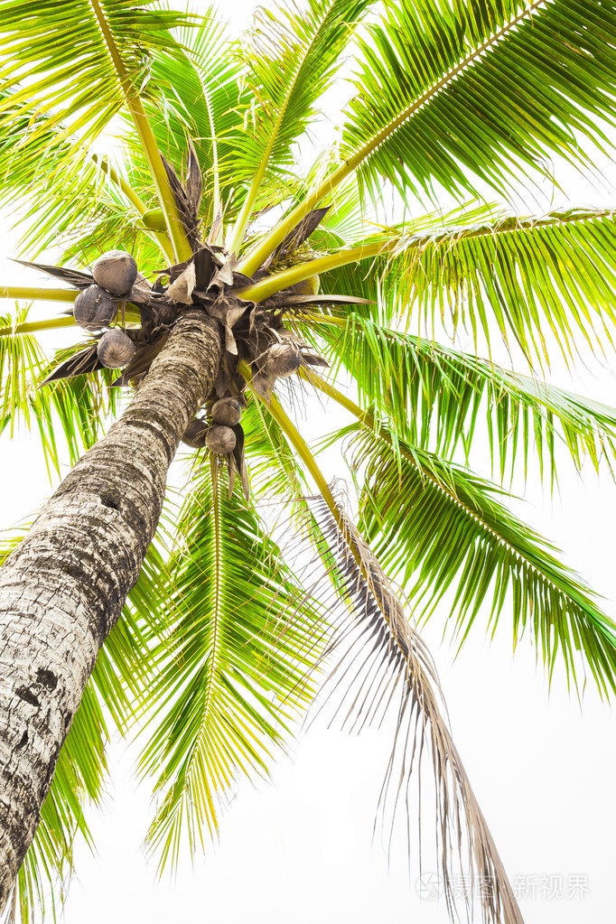 在白色背景上的椰子树