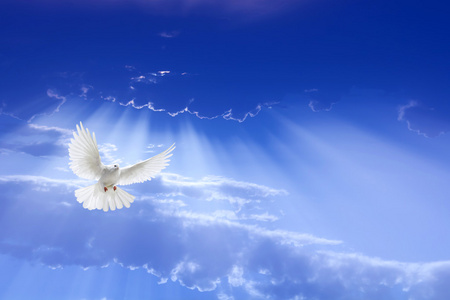 做一条腿的国王或倒置鸽子空中姿势在吊床矢量插图矢量黑色的飞鸽轮廓