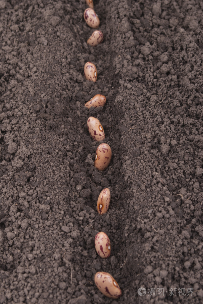 豆子在地上的种子