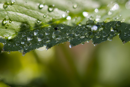 露水沾好片树叶凋零图片