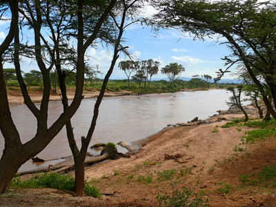 河流和树木环绕。非洲。肯尼亚