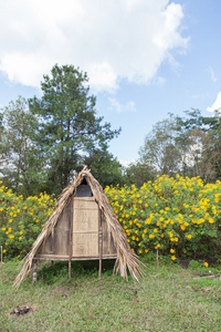 小屋在草坪上