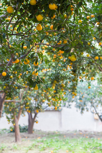 成熟的柑橘林