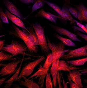 成纤维细胞 皮肤细胞 用荧光染料标记