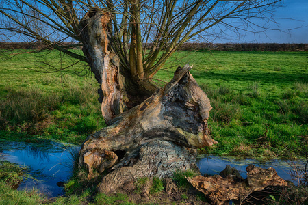 一条小溪旁的老树