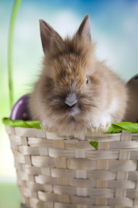 惊讶的兔子，在篮子里