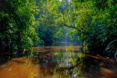 河在丛林深处。自然成分