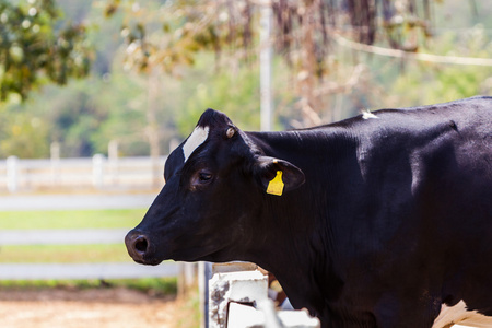 荷斯坦奶牛 friesian