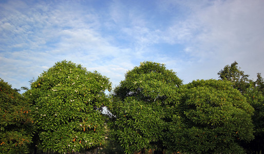 绿树和蓝蓝的天空