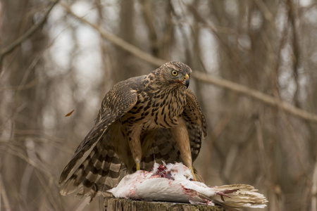北方苍鹰北方苍鹰(天鹰)照片