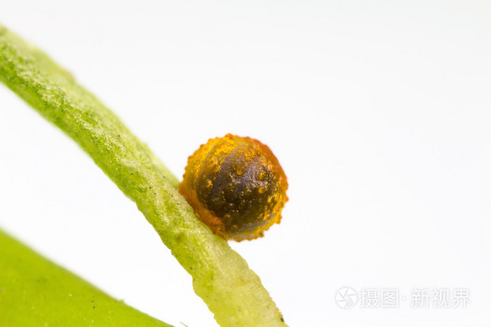 常见玫瑰蝴蝶卵