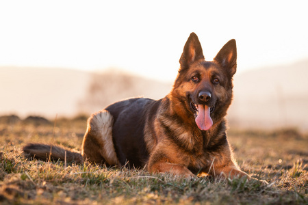 阿尔萨斯狼犬德国牧羊犬抓住爪子双面咬袖子一只毛茸茸的德国牧羊犬的
