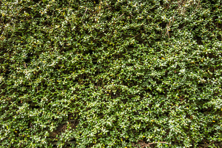 绿墙与常春藤背景