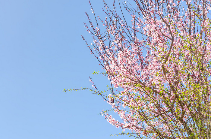 春天开花的粉色樱花的樱花树
