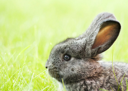 可爱的小宝宝兔子在花园里的绿草