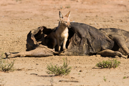 沙漠十大恐怖动物图片