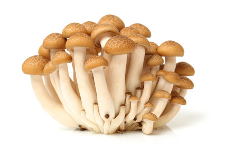 日本的山毛榉蘑菇
