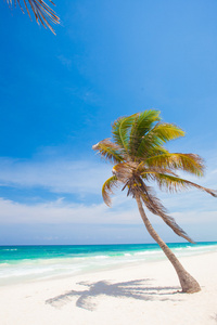 棕榈树在坎昆墨西哥加勒比热带海滩