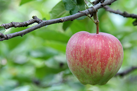 苹果树的果实在意大利特伦蒂诺上阿迪杰