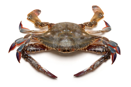 野生梭子蟹图片-野生梭子蟹素材-野生梭子蟹插画-摄图新视界