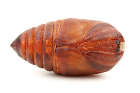 野桑蚕蚕茧照片