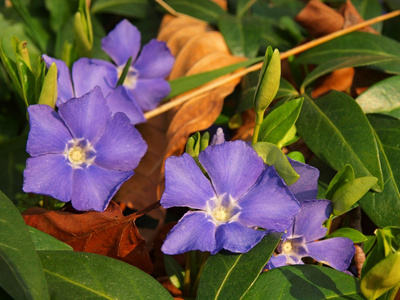 小 purlple 花盛开，第一次森林春花