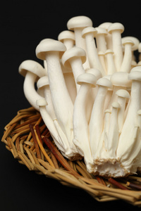 日本蘑菇