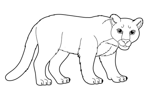 美洲狮的插图