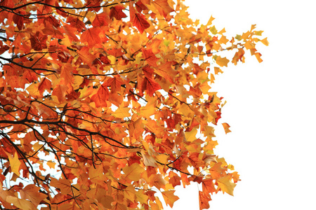 秋天的落叶，作为很好的天然季节性背景