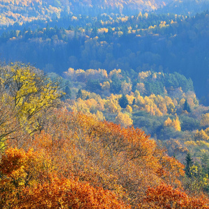在秋天的多彩森林小丘。