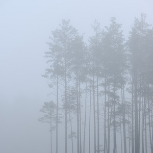 一个神秘的森林与雾