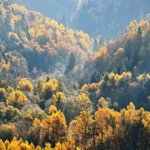 在秋天的多彩森林小丘。