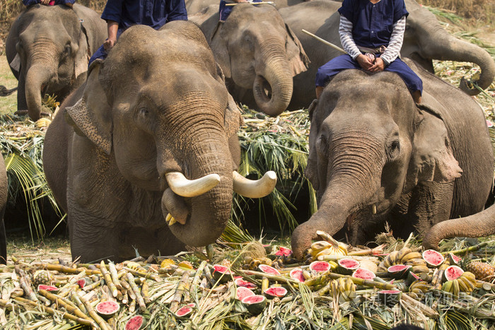 吃水果在农场里，泰国的大象