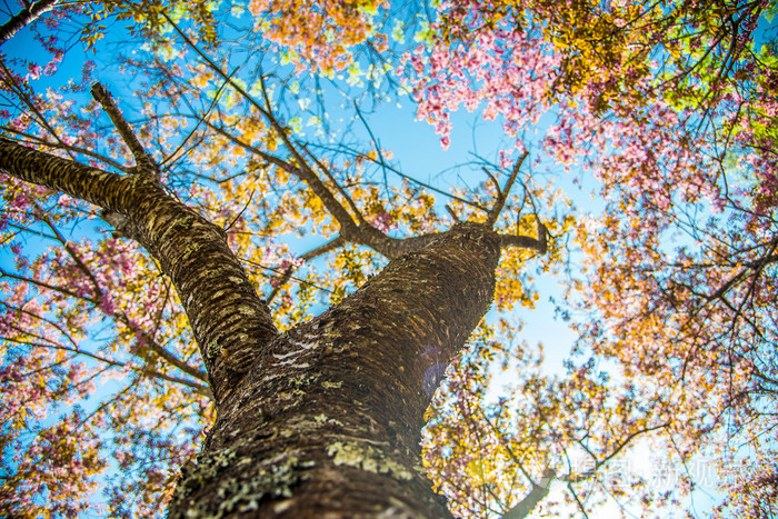 粉红色的樱花tree1分支下