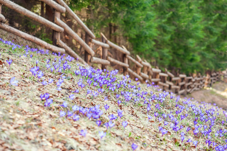 番红花