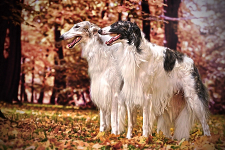 一只灰狗的肖像照片